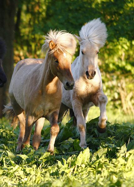 Valur und Gloi spielen g.jpg